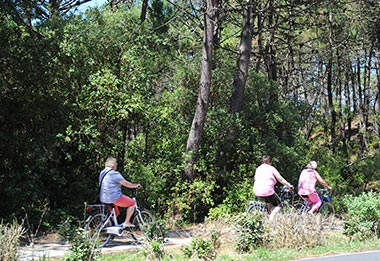Cyclists on a path in a pine forest in Saint-Hilaire-de-Riez