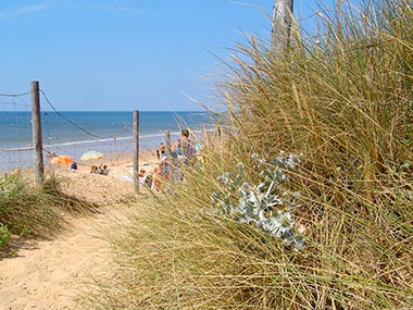 Wild flora on the dunes by the sea near the campsite in Saint-Hilaire-de-Riez