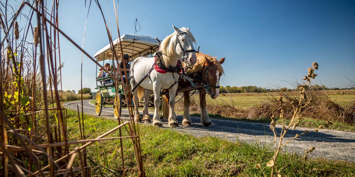 Kutschenfahrt in Soullans in der Vendée